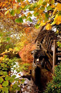 Waterwheel creek golden october