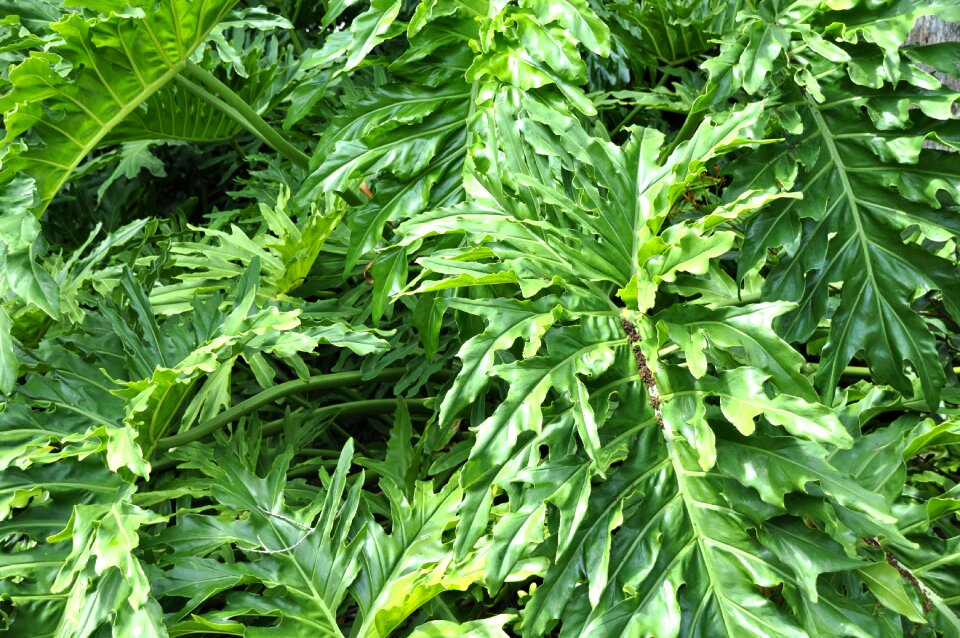 Plant green nature