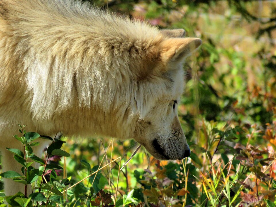 Sniffing smelling hunting