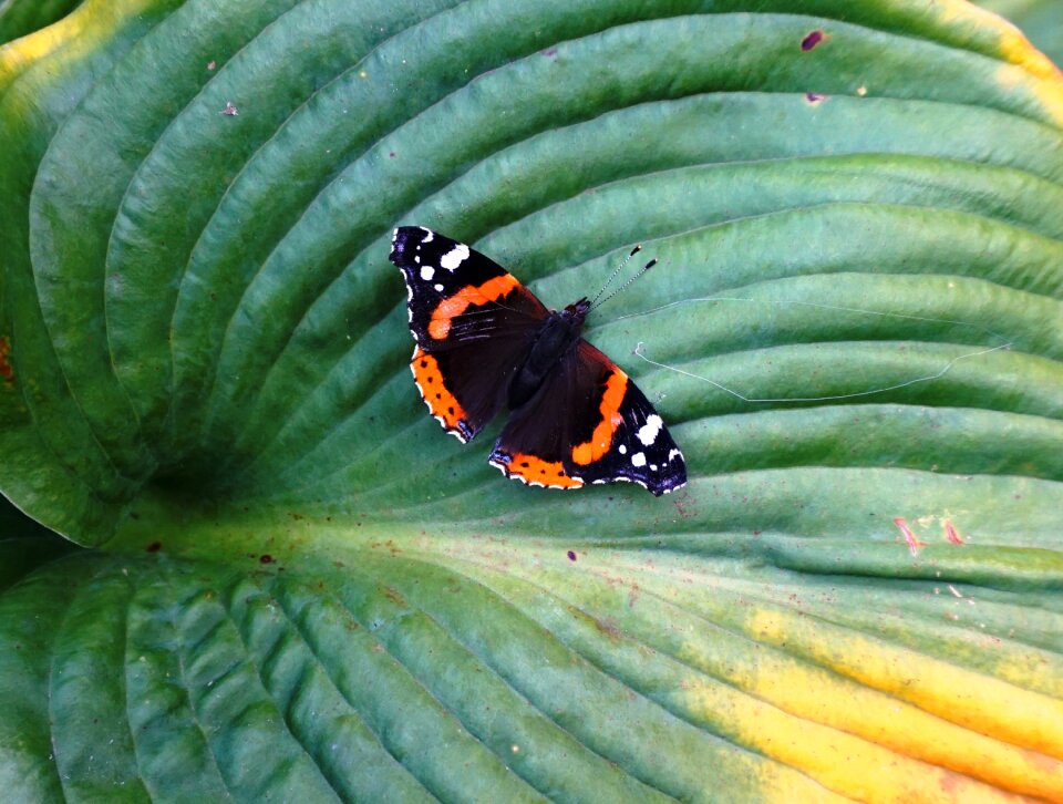 Insect butterfly colorful