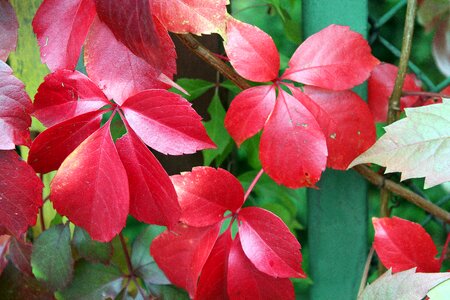 Red foliage autumn weather photo