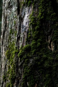 Tree foam nature