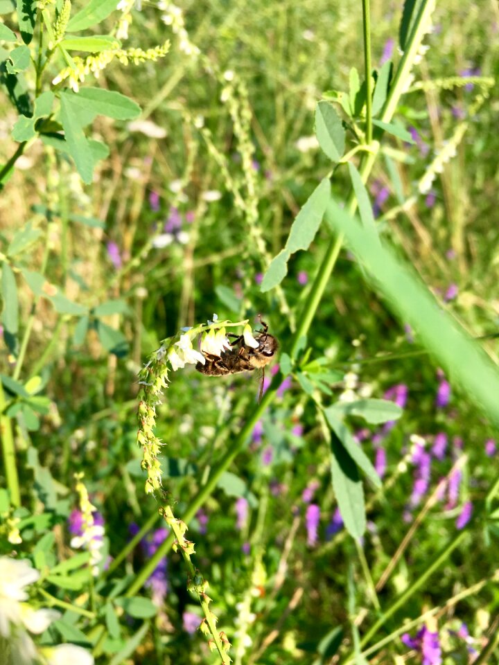 Insect floral
