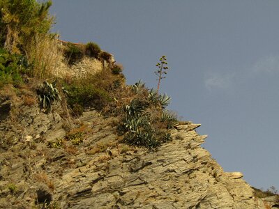 Mountain cliff vegetation