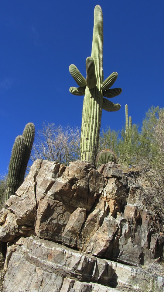 Landscape plant natural