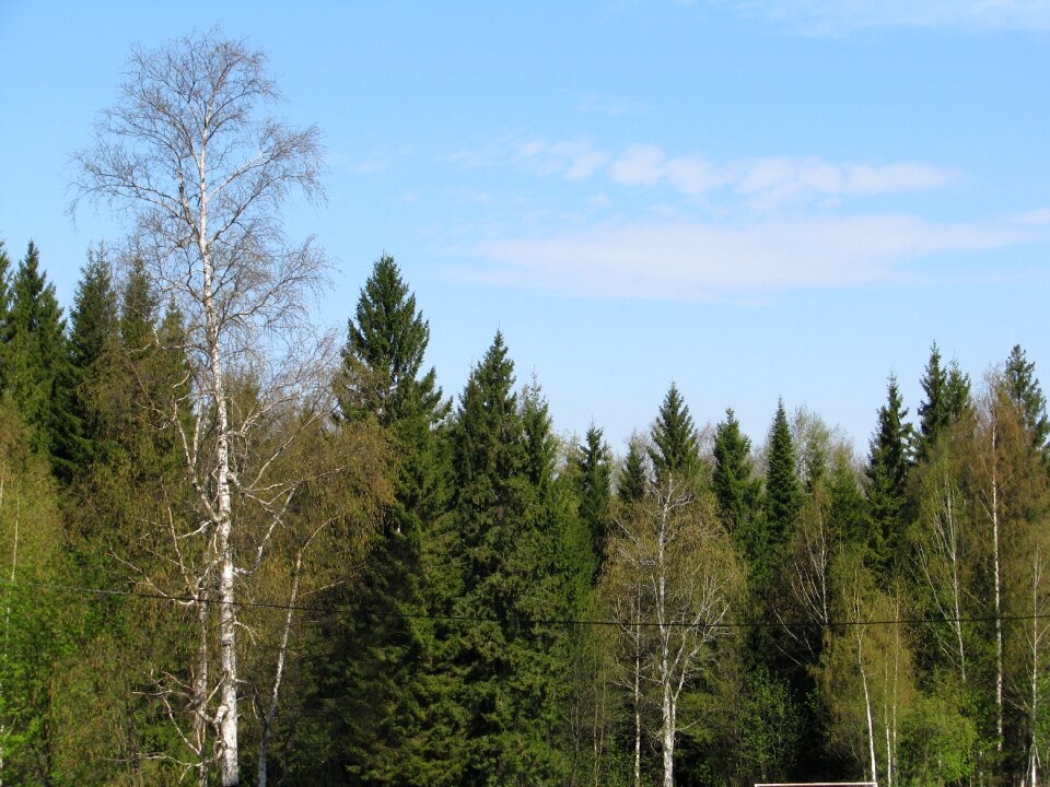 Forest nature the smell of spring