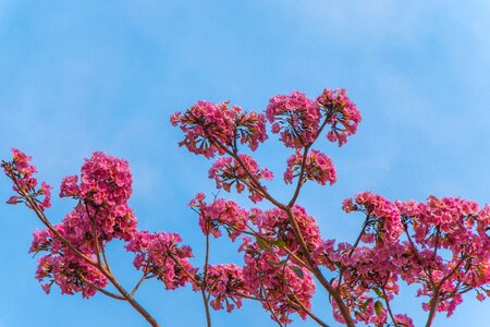 Nature tree spring