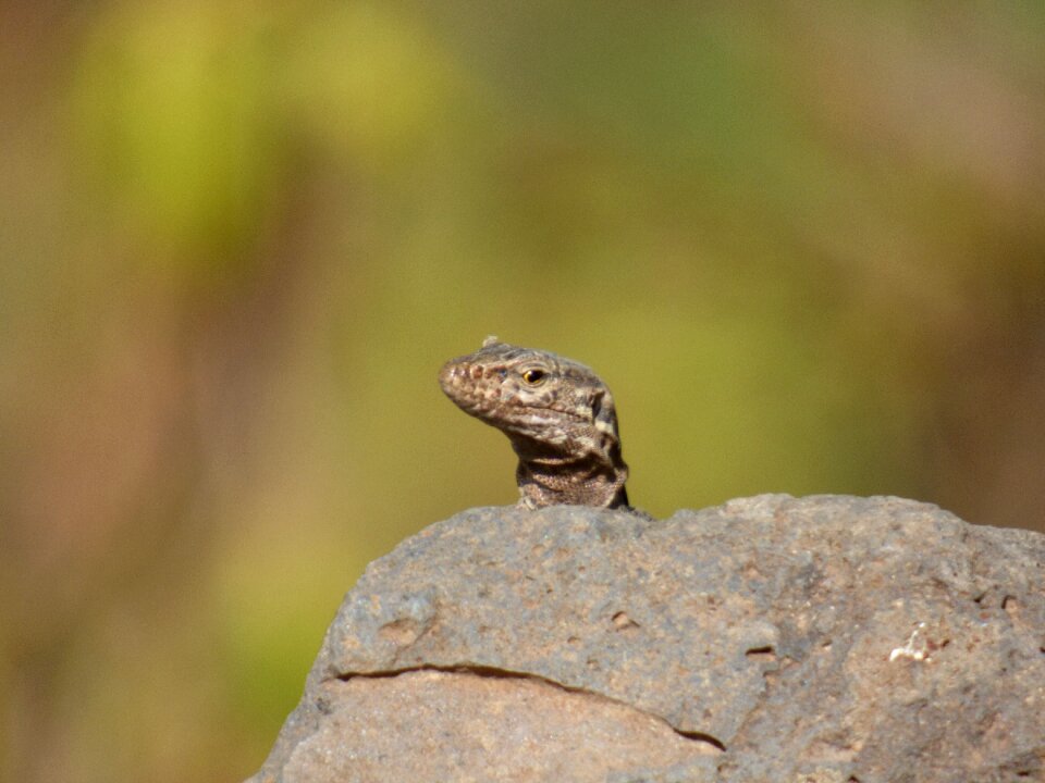Lizard what are you looking at tenerife