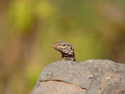 Lizard what are you looking at tenerife photo
