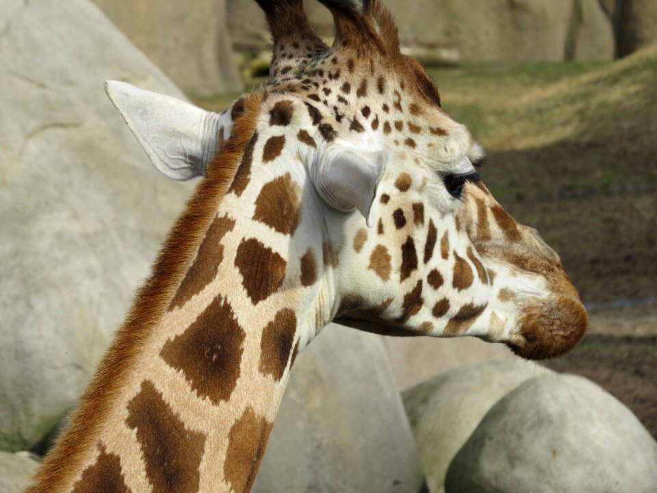 Mammal zoo nature