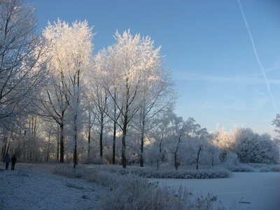 Winter snow forest