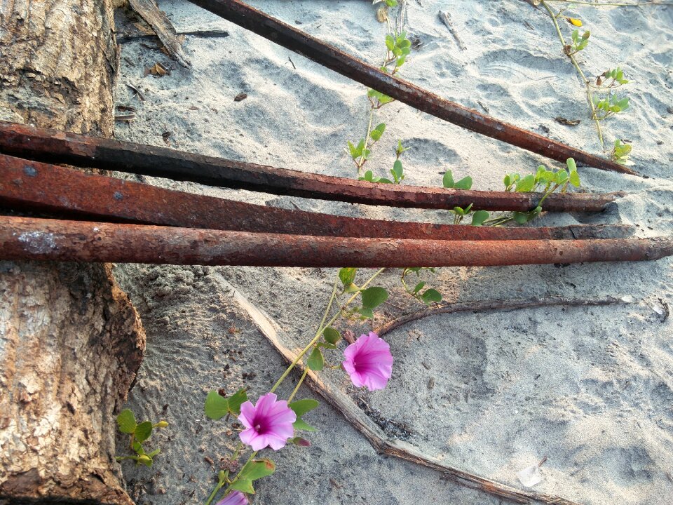 Metal blossom summer