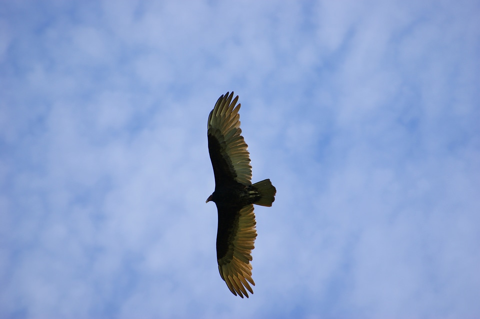 Flying paraguay south america
