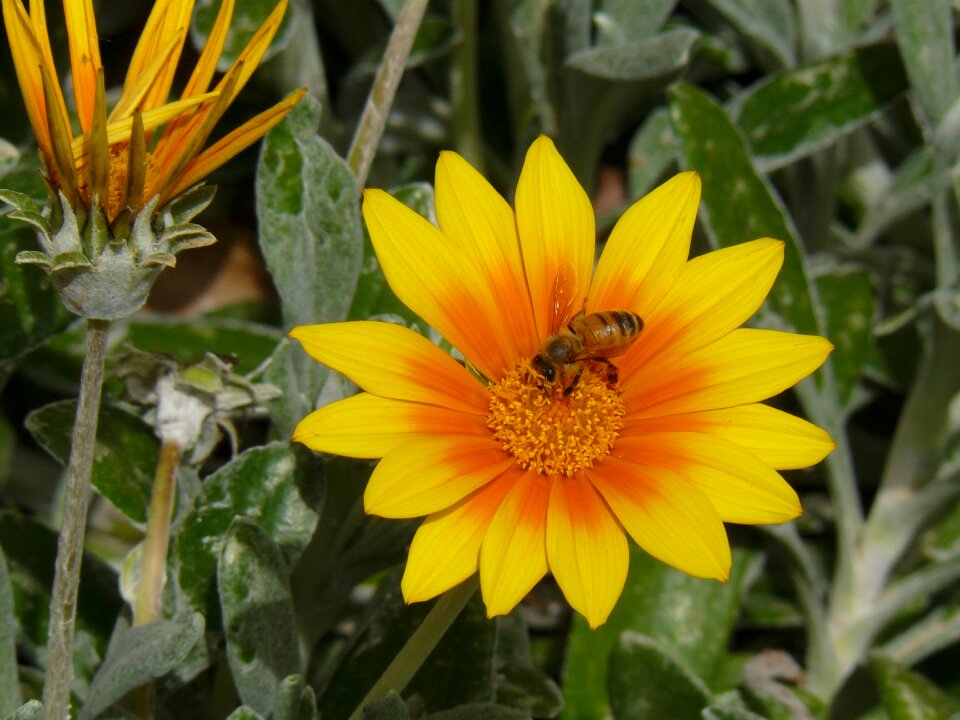 Summer bloom golden