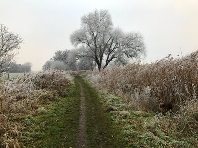 Wintry trees hoarfrost