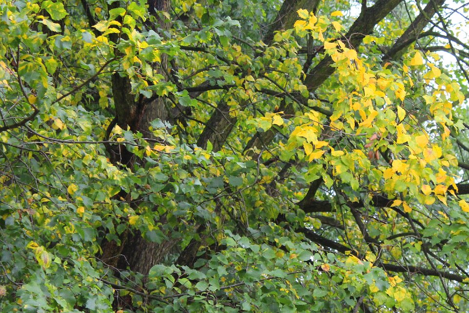 Autumn gold nature september