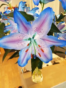 Blossom floral