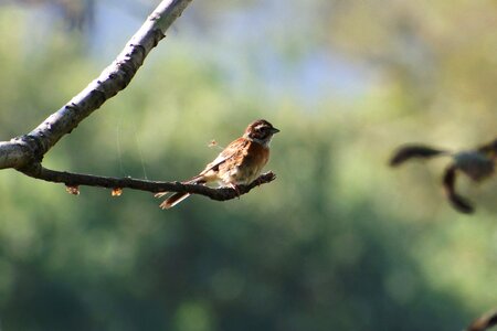 Green wild birds little bird photo