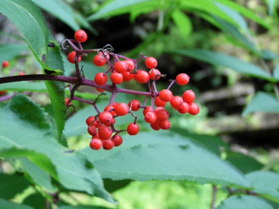 Plant nature berries