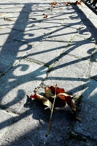 Shadow light autumn