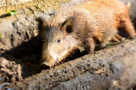 Animal wildlife park mud photo