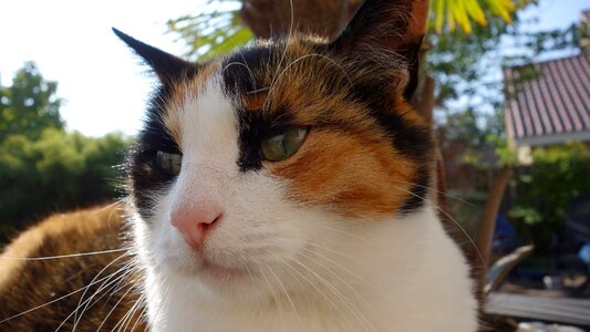 Cat face pet sweet