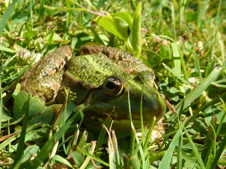 Amphibian animal nature photo