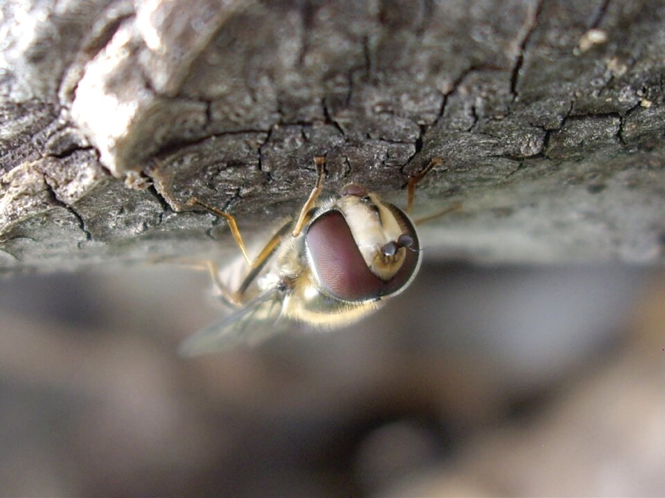 Insect nature macro