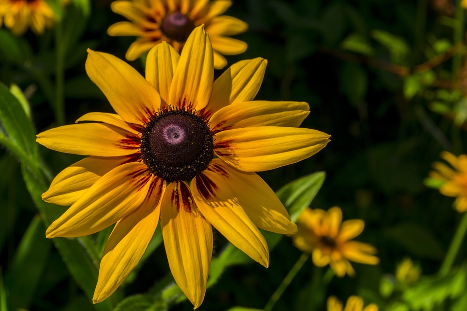 Summer summer plants summer flowers
