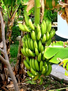 Israel tropical plants nature