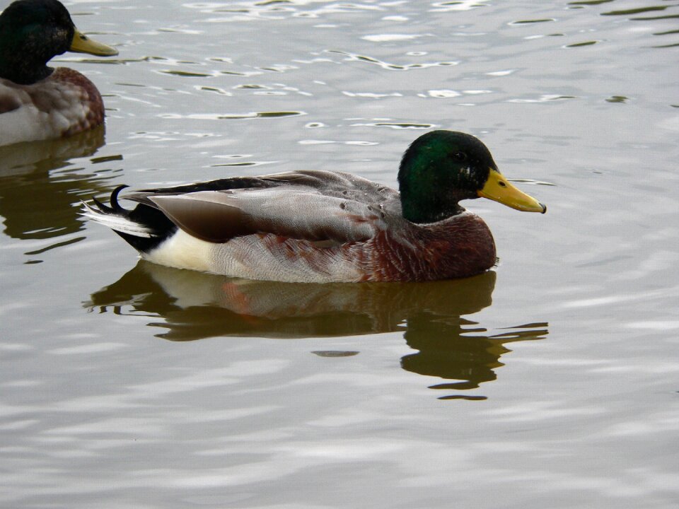 Animal nature