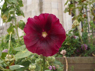 Flowering botany flora