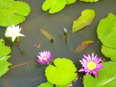 Pond aquatic plant pink water lily