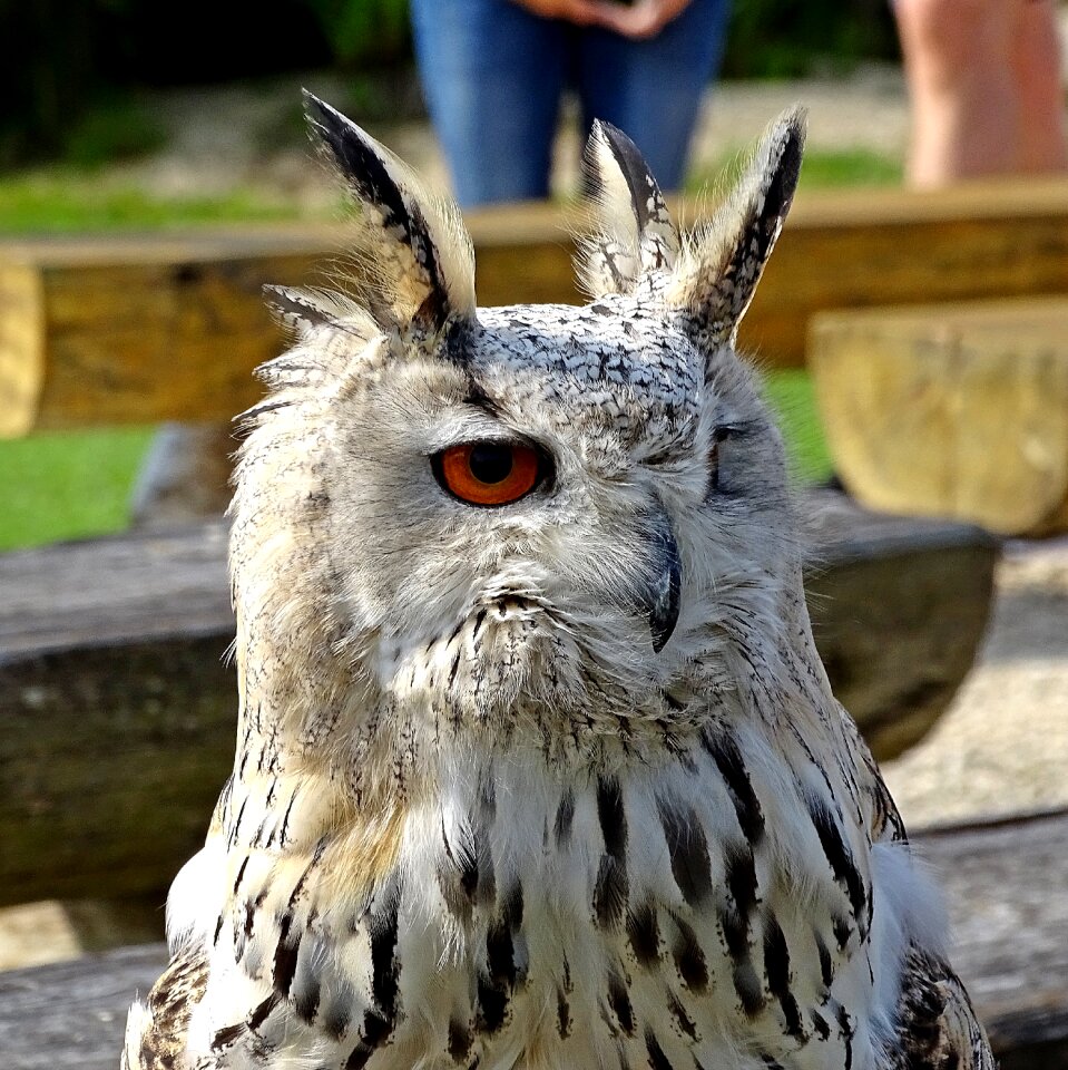 Birds of prey show bird raptor