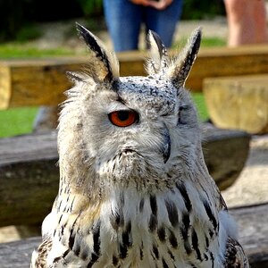 Birds of prey show bird raptor