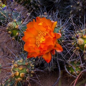Red thorns desert