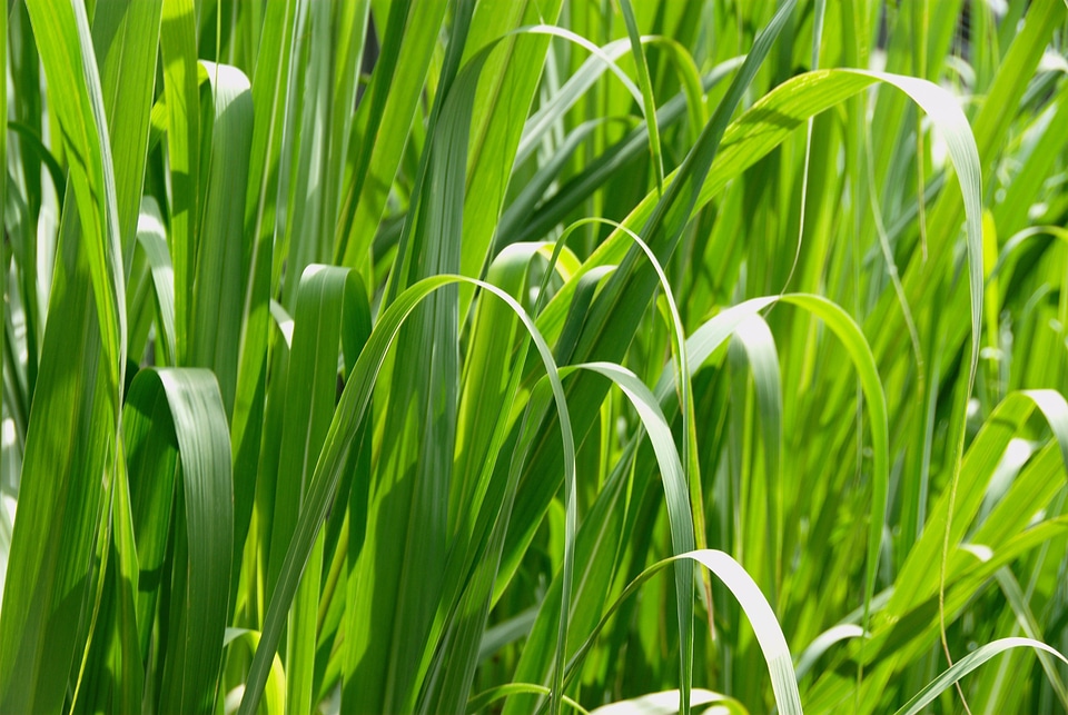 Grass landscapes nature