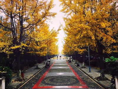 China street ginkgo