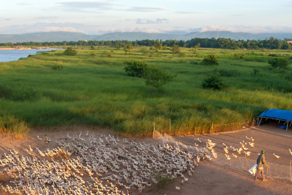 Breeding ducks river that phu yen