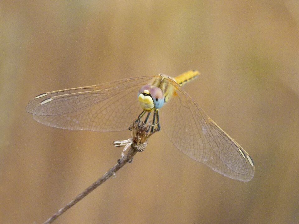 Yellow dragonfly orthetrum chrysostigma branch