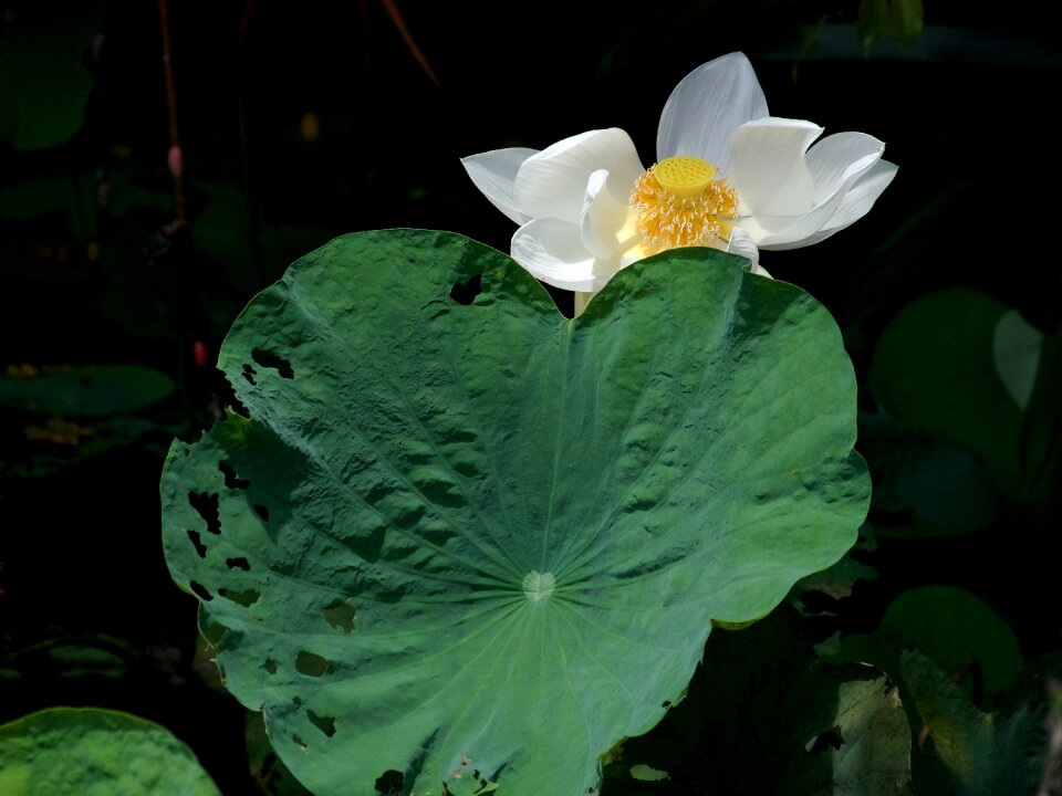 Lotus lotus white bua ban
