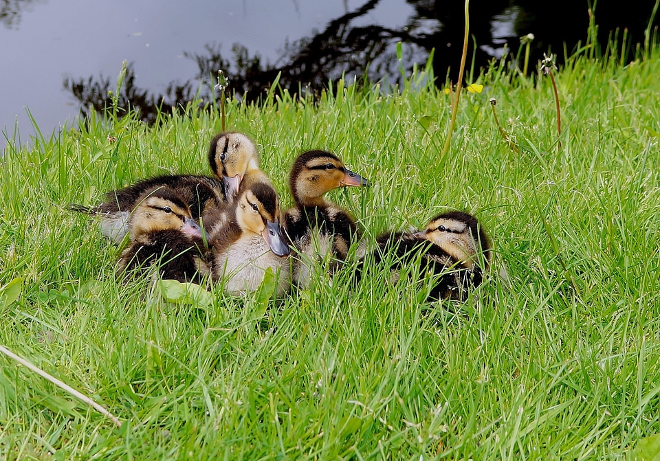 Waterfowl small cute