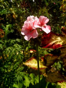 Esteem natural rosa
