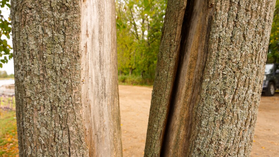 Forest trees green landscape photo