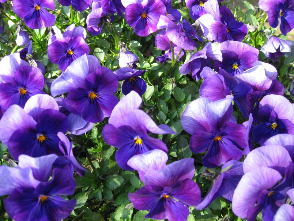 Summer violets flowers