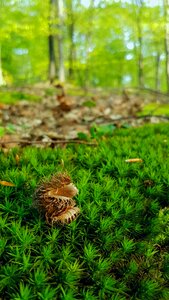 Chestnuts green leaves photo