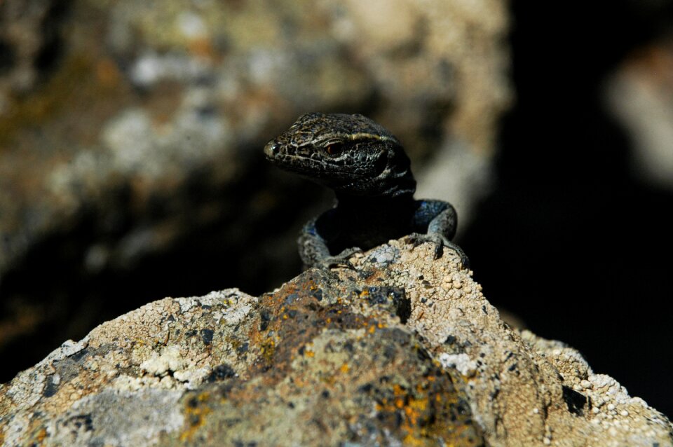 Volcano reptile sustainability