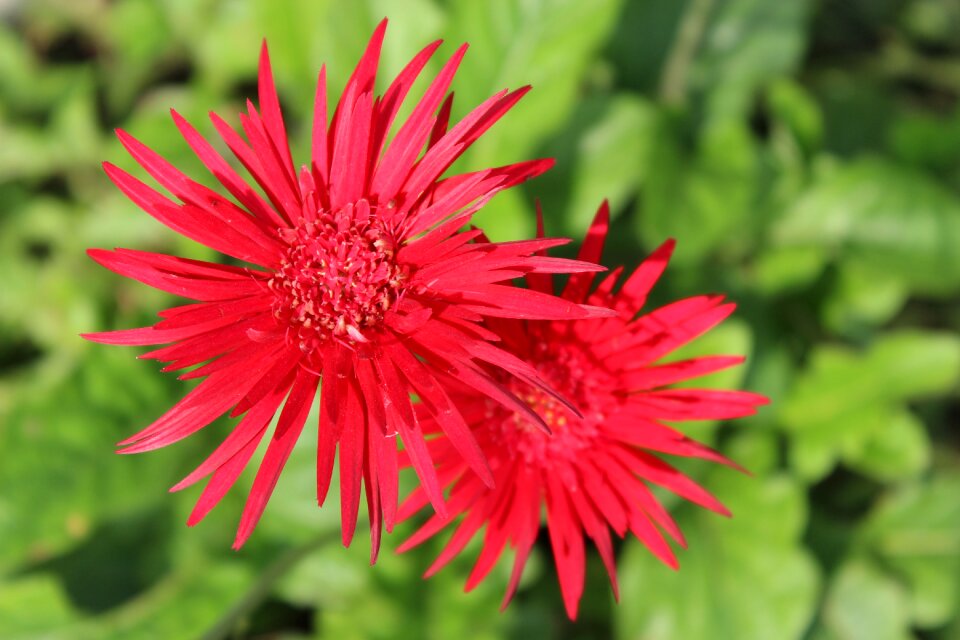 Colorful nature red flowers