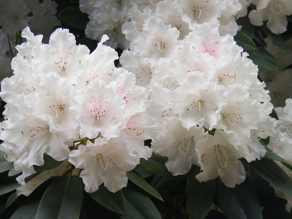 Natural blossom bloom