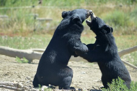 Safari wildlife park photo